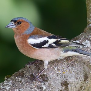 image (hibatellah's story)